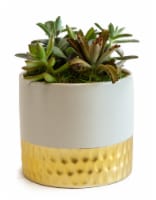 LiveTrends Succulent Garden - Gold/White (Approximate delivery is 2-5 days)