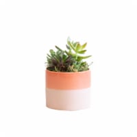 LiveTrends Succulent Garden - Pink/White (Approximate delivery is 2-5 days)