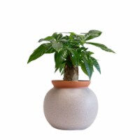 LiveTrends Stumpy Money Tree (Approximate delivery is 2-5 days) Perspective: Main