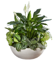LiveTrends Sandstone Foliage Garden (Approximate delivery is 2-5 days)
