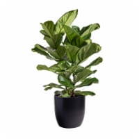 LiveTrends Fiddle Leaf Fig in Black Ceramic Pot (Approximate delivery is 2-5 days) Perspective: Main