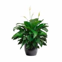 LiveTrends Spath in Navy Ceramic Pot (Approximate delivery is 2-5 days) Perspective: Main