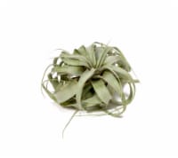LiveTrends Xerographica Foliage Plant (Approximate delivery is 2-5 days)