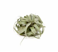 LiveTrends Xerographica Foliage Plant (Approximate delivery is 2-5 days)