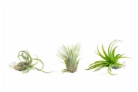 LiveTrends Assorted Airplant 3 Pack (Approximate delivery is 2-5 days)