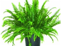 Kimberly Queen Fern