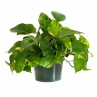 Potted Golden Pothos Ivy 1 Count (Approximate Delivery is 2-7 Days)