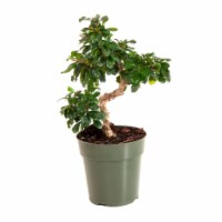 Potted Fukien Tea Bonsai Tree 1 Count (Approximate Delivery is 2-7 Days)