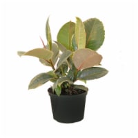 Potted  Ficus Tineke Plant 1 Count (Approximate Delivery is 2-7 Days)