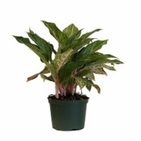 Potted Aglaonema Sparkling Sarah 1 Count (Approximate Delivery is 2-7 Days)