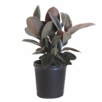 United Nursery Ficus Burgundy Potted Plant (Approximate Delivery is 2-7 Days)