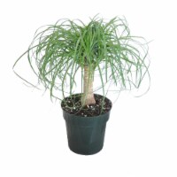 Elephant's Foot Potted Plant (Approximate Delivery is 2-7 Days)