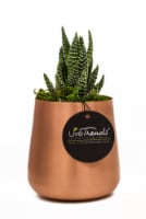 LiveTrends Living Bell Potted Plant