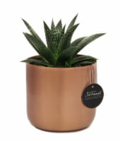 LiveTrends Copper Elegance Potted Plant