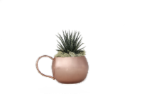LiveTrends Moscow Mule