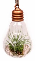 LiveTrends Hanging Glass Bulb