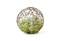 LiveTrends Geo Ball Decorative Succulent Planter Perspective: Main