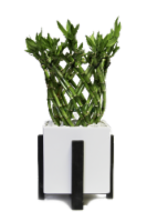 Modern Bamboo Foliage Houseplant Perspective: Main