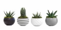 LiveTrends Urban Life Succulent - Assorted Perspective: Main