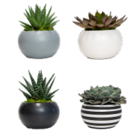 Assorted Large Urban Life Succulent Perspective: Main