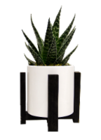LiveTrends Le Corbusier Potted Plant