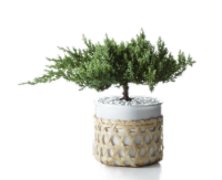 Kaare Juniper Fir Bonsai Tree Perspective: Main