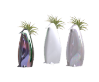 LiveTrends Royal Penguin Succulent Perspective: Main