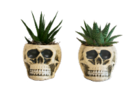 Yorick Potted Plant Perspective: Main