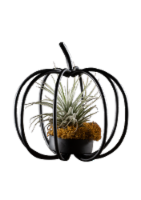 Wire Pumpkin Plant Holder - Black Perspective: Main
