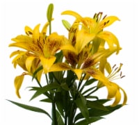 Tango-LA´s Lily Box