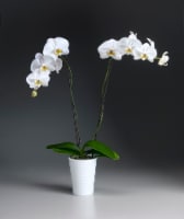 White Orchid in Ceramic