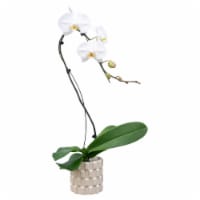 Bloom Haus Fresh Live White Cascade Orchid in Concrete Pot