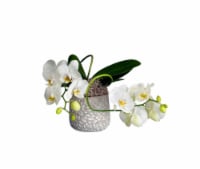 Bramble Orchid