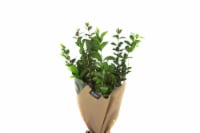 Just Add Greens Bouquet