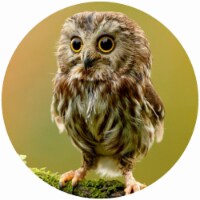 Andreas TR-CO Custom Owl Trivet- Pack of 3