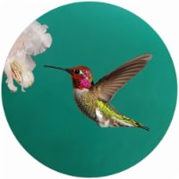 Andreas TR-CAH 8 in. Custom Annas Hummingbird Trivet  Round - 3 Pack