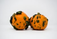Pumpkin Patch Pals Bumpy Pumpkin Décor - Each