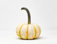 Pumpkin Patch Pals Tiger Stripe Ornamental Pumpkin - Each