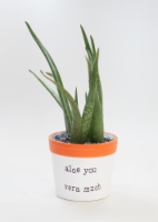 Aloe You Vera Much Planter Perspective: Main