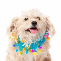 Midlee Blue Birthday Pom Pom Dog Collar (Medium)