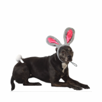 Midlee Easter Bunny Gray & Pink Rabbit Ears for Large Dogs Headband With Tail