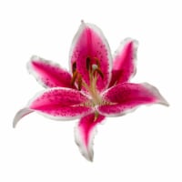 Oriental Stargazer Lily Perspective: Main
