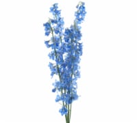 Delphinium Flowers Perspective: Main