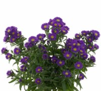 Aster Mix Celebration Bouquet