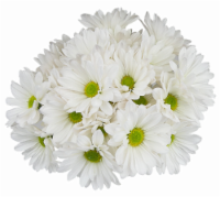 Green/White Poms Perspective: Main