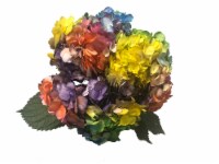 Tie Dye Enhanced Multi-Color Hydrangea Perspective: Main