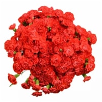 Mini Carnations Perspective: Main