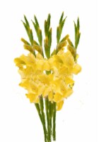 Gladiolus Spring Bouquet Perspective: Main