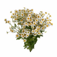 Chamomile 6 Stem Perspective: Main