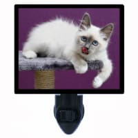 Cat Decorative Photo Night Light. Is It Dinner Yet? Free Extra Picture For Lights.